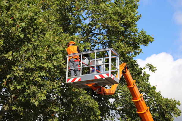 Kayak Point, WA Tree Removal and Landscaping Services Company